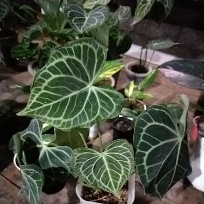 anthurium clarinervium