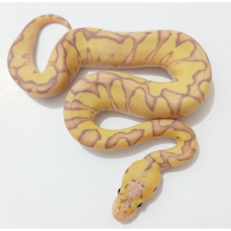 Banana Pastel Enchi Clown Ball Python Male