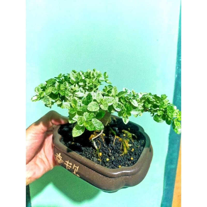 mame sancang varigata