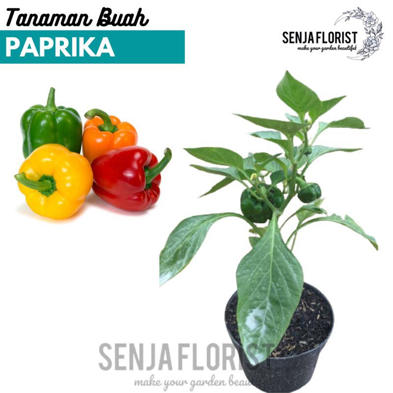 Tanaman Bibit Pohon PAPRIKA BERBUAH - Tanaman SAYUR PAPRIKA BERBUAH
