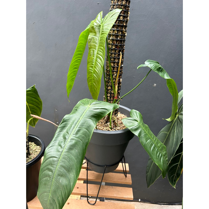 Philodendron Sharoniae