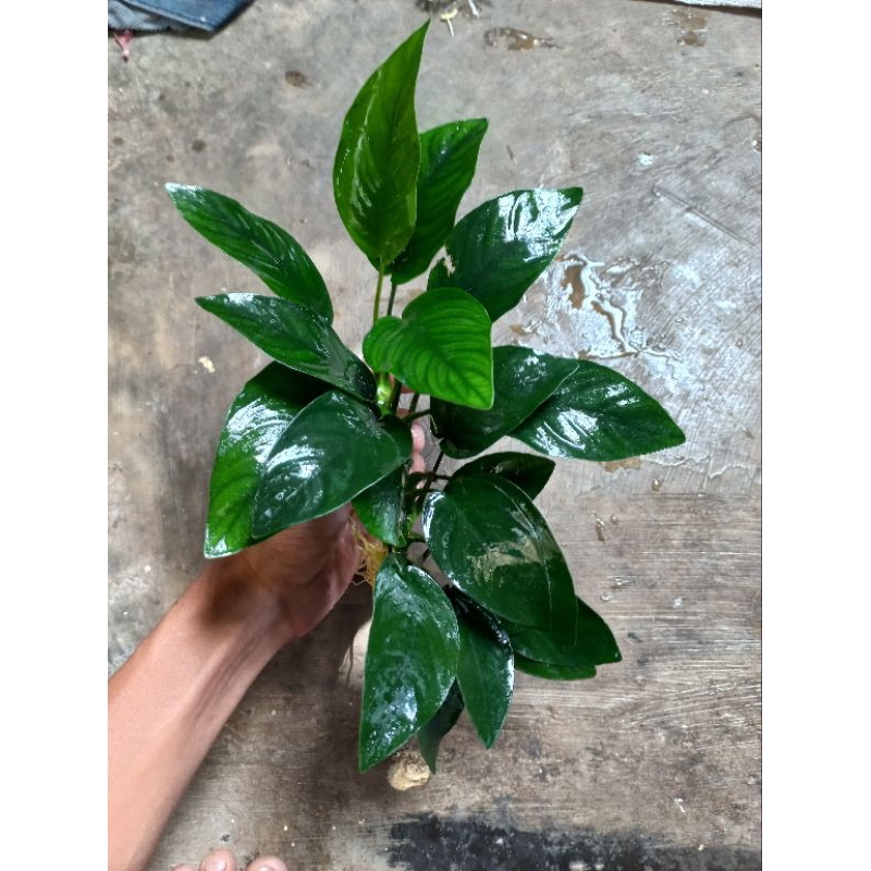 Anubias Nana XXL Jumbo tanaman aquascape low co