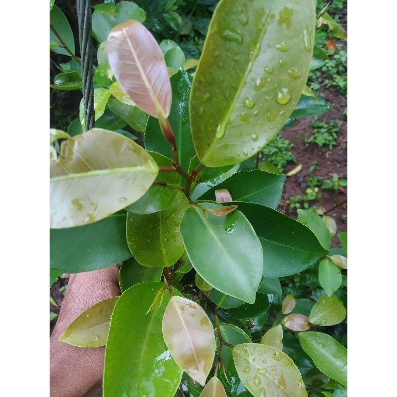 bahan bonsai iprik/preh pucuk merah stek 6 batang