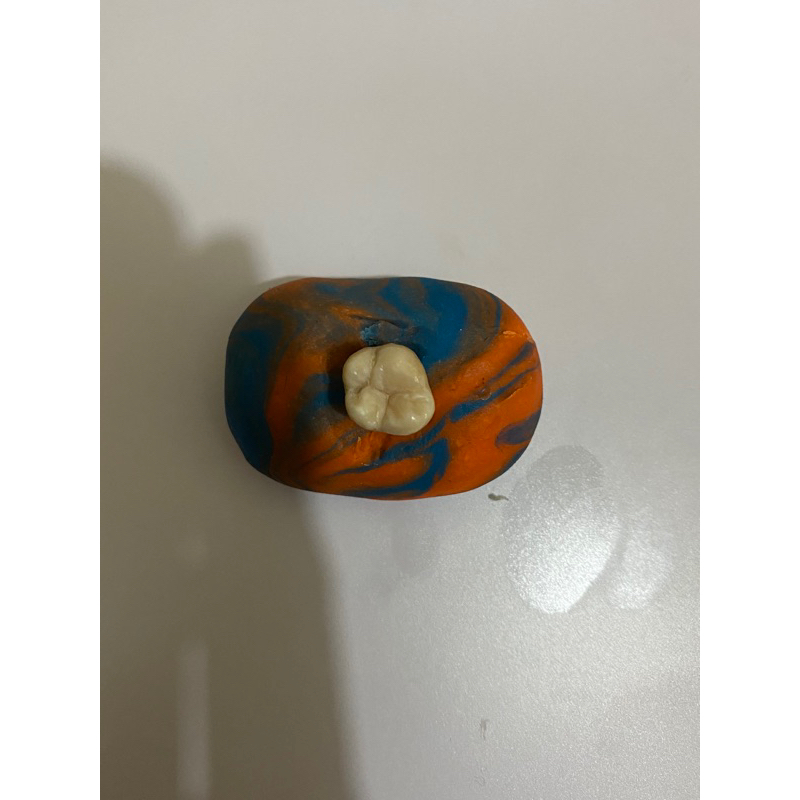 Gigi Molar Praktikum / Gigi Geraham / Gigi Geraham Praktikum