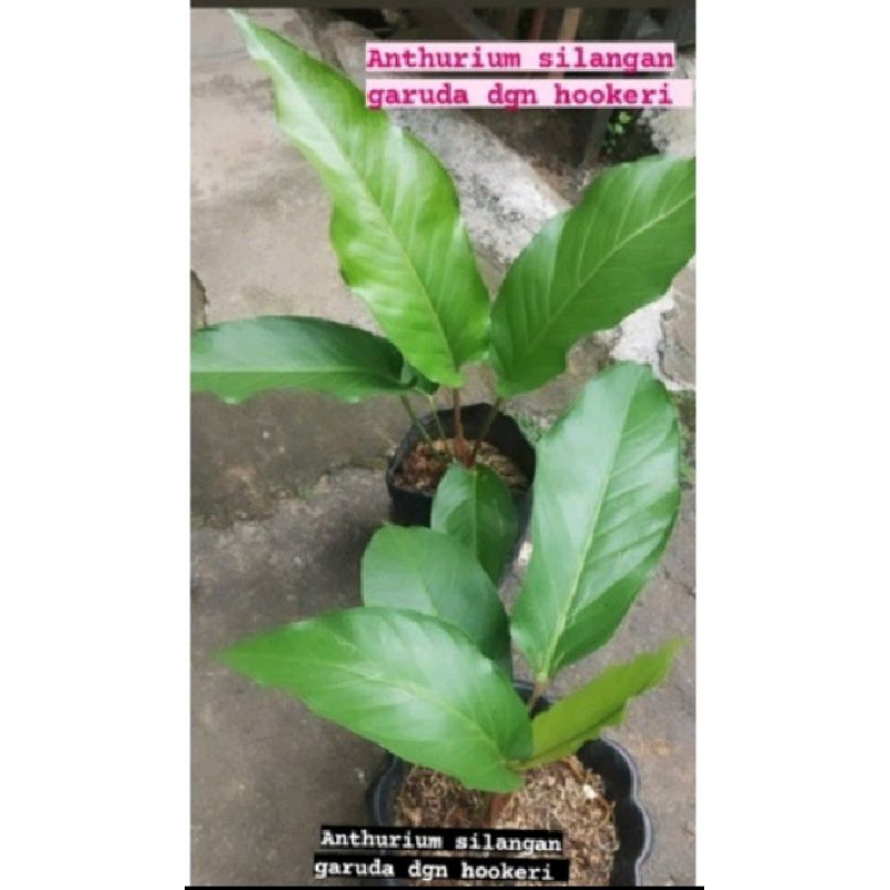 Anthurium hookery , Anthurium hukeri , Anthurium hokeri