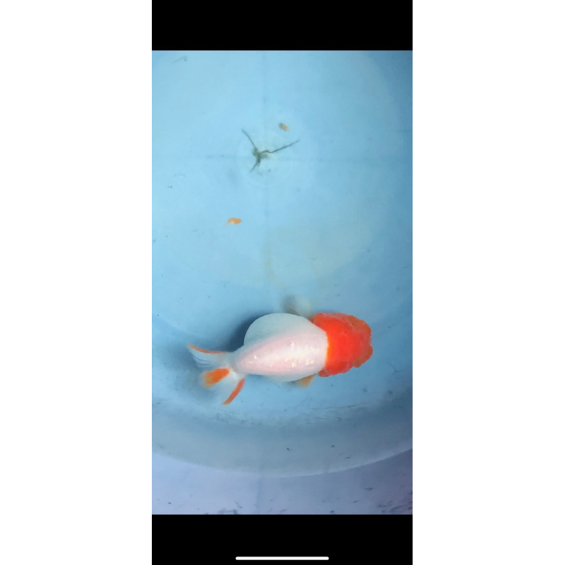 Maskoki Ranchu Buffalo Redhead