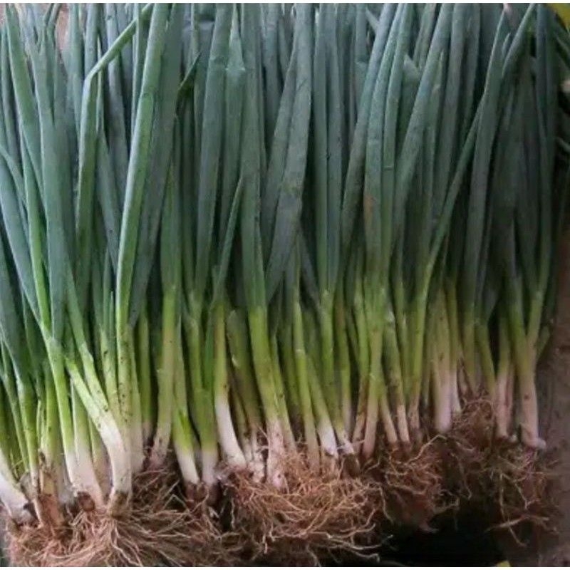 

Daun bawang 150 gr