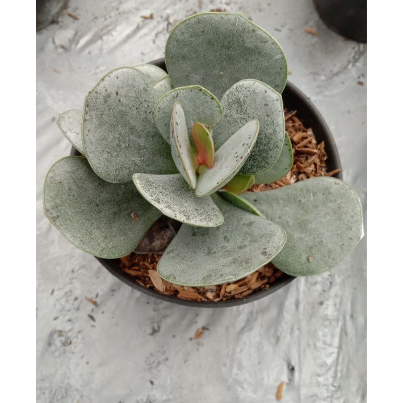 Kaktus Sukulen Silver Dolar Murah