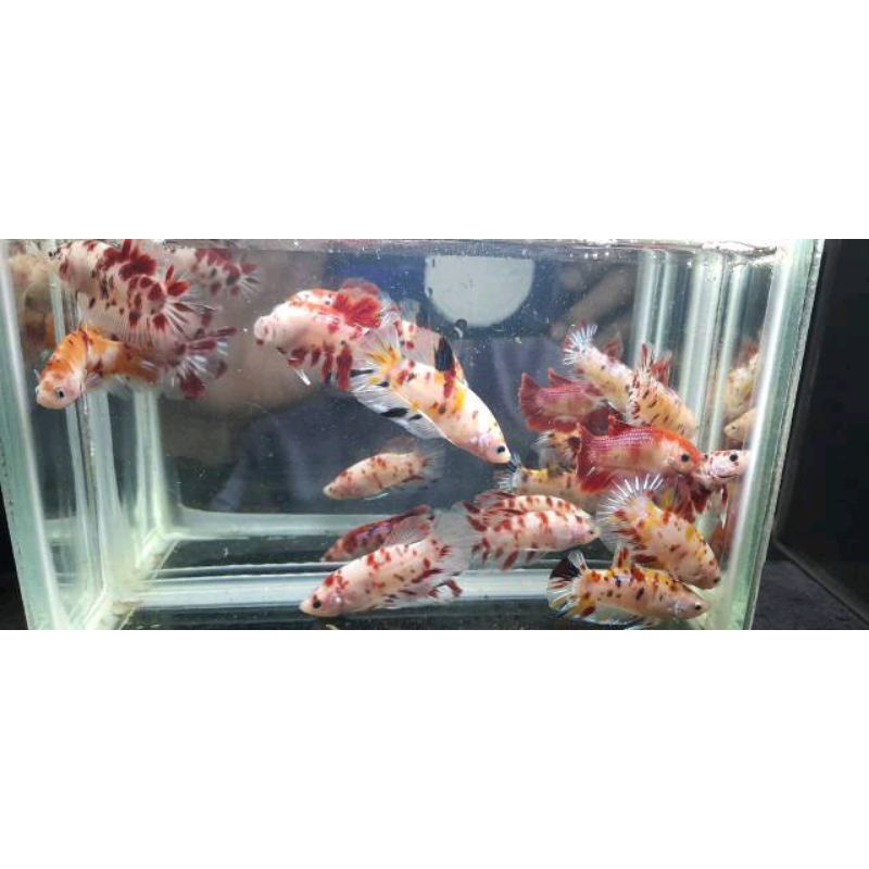 Female cupang Giant [Bahanan]