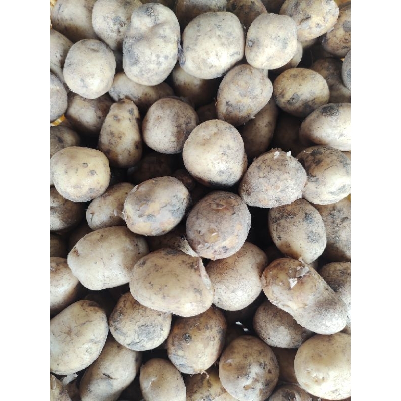 

KENTANG KECIL 1 KG