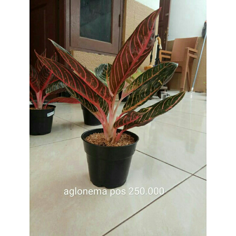 aglonema pos