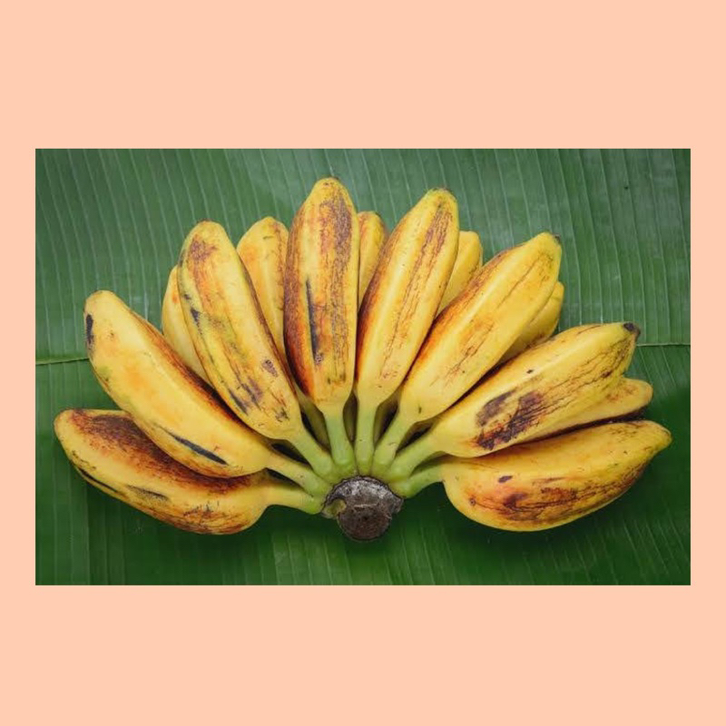 

Pisang kepok 1sisir / pisang kepok