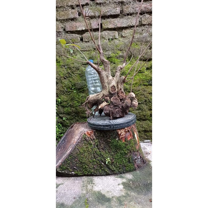 bahan bonsai bunut pucuk merah bogel sesuai gambar