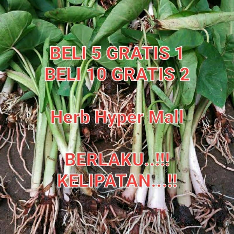 BIBIT UNGGUL TALAS KETAN BOGOR