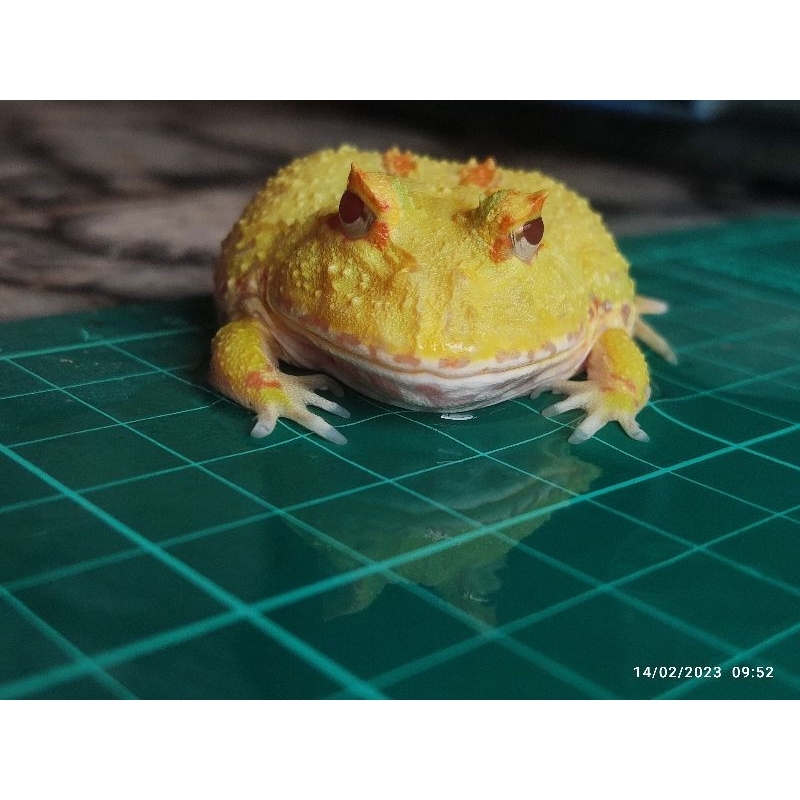 Kodok Pacman Albino empat spot super clean body pikacu