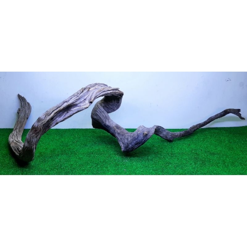 Kayu Santigi Laut Kecil - Kayu Tenggelam - Aquascape - Channa - 6