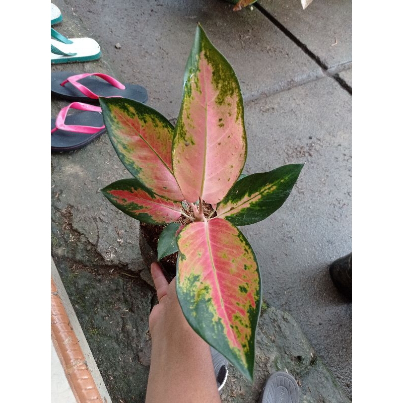 Aglonema red kochin / kochin