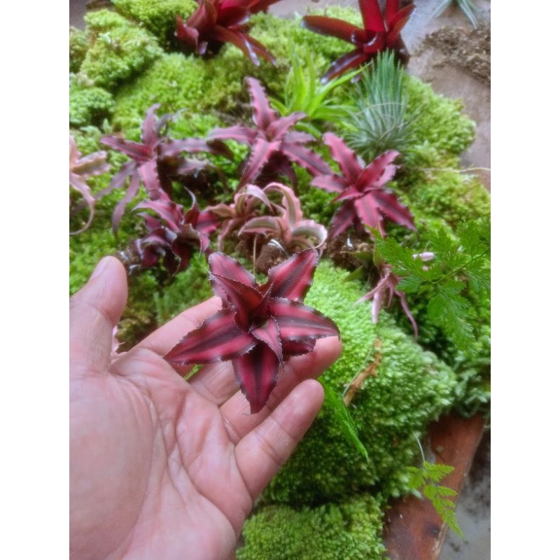 Cryptanthus Tanaman darat / paludarium