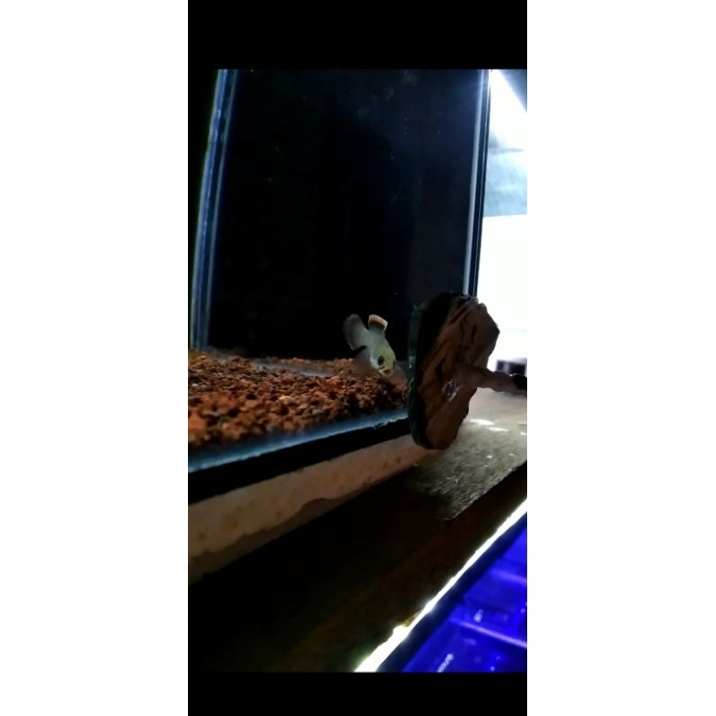 ORIGINAL LIMBATA CB  LAWU 6cm (Bahanan kontes)