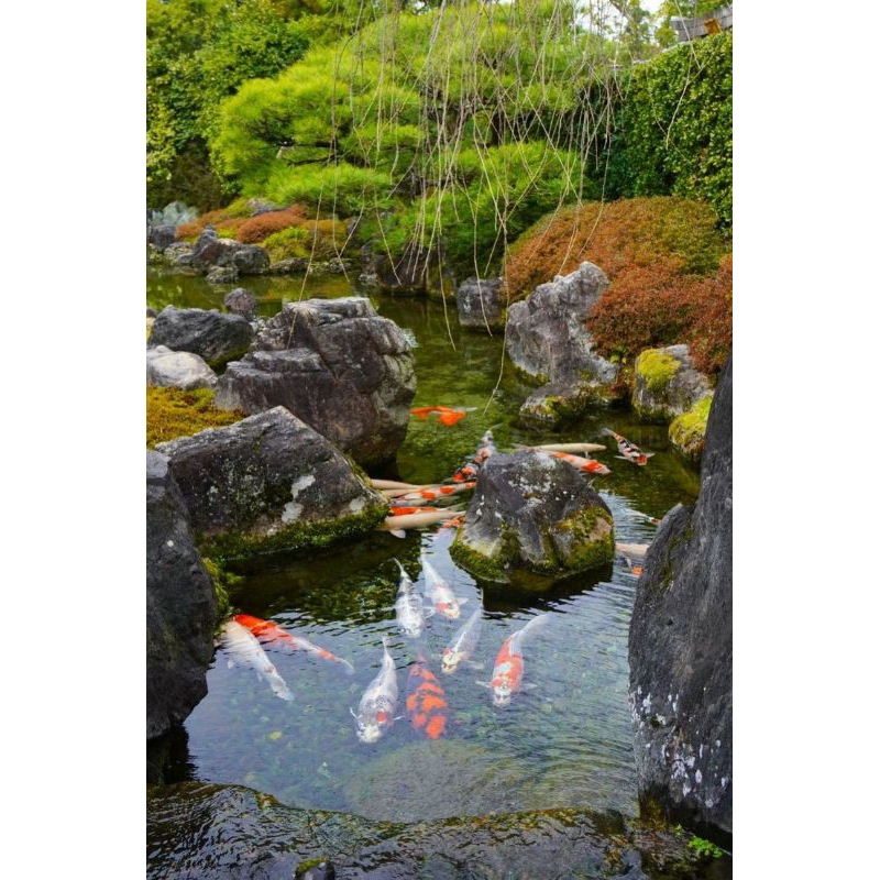 lukisan cetak sungai ikan koi plus bingkai uk 85x55