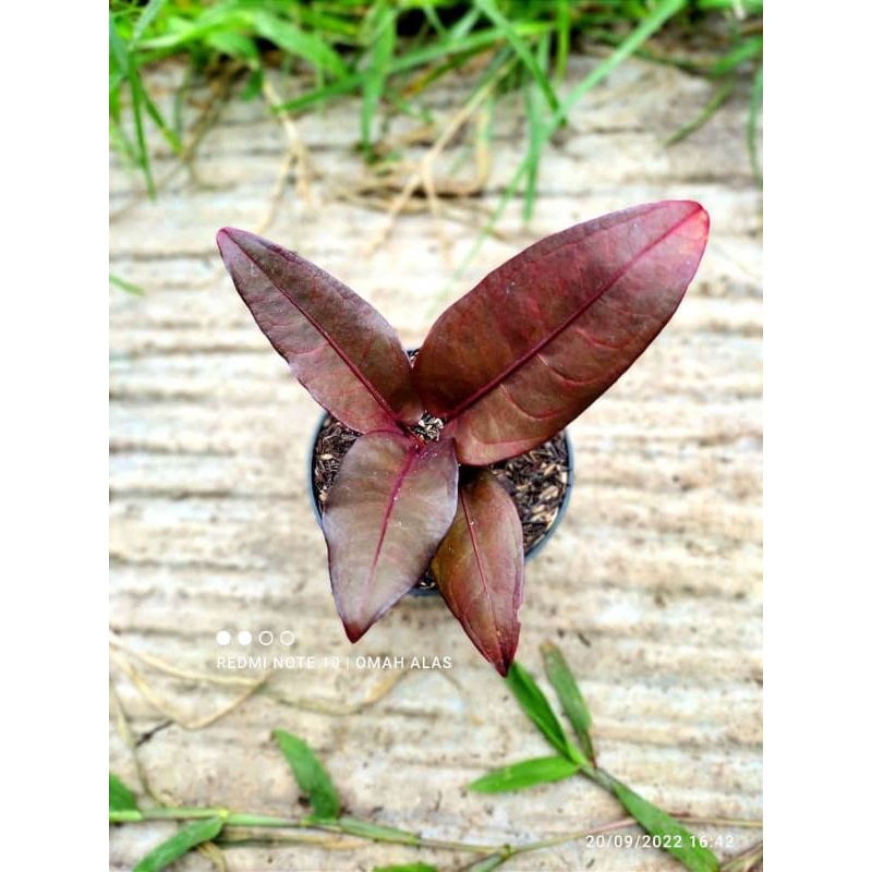 ANTHURIUM HOKERI RED / ANTHURIUM MERAH TERMURAH