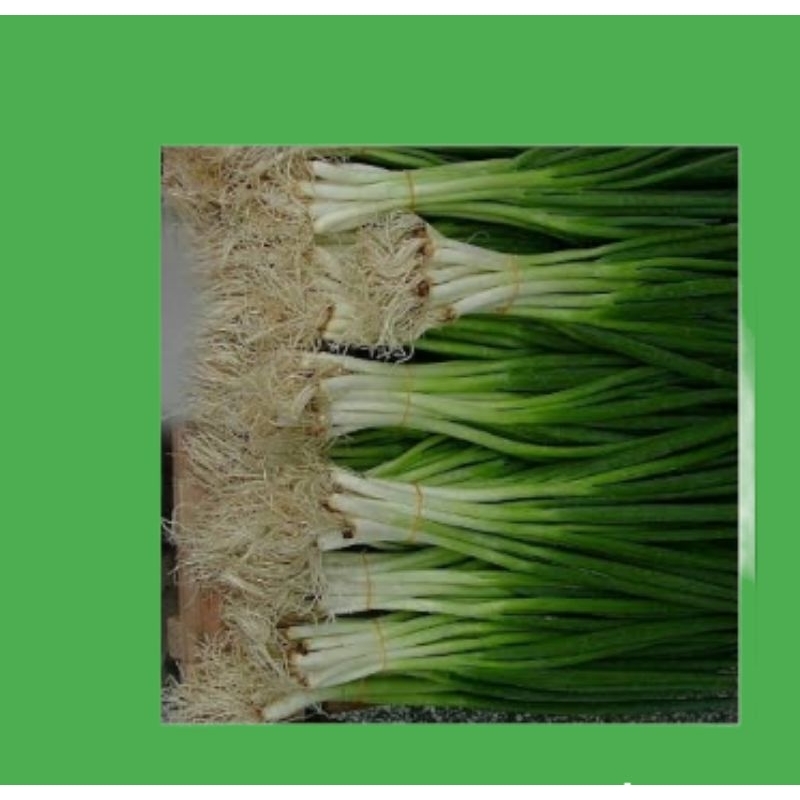 

daun bawang cung 250 gram