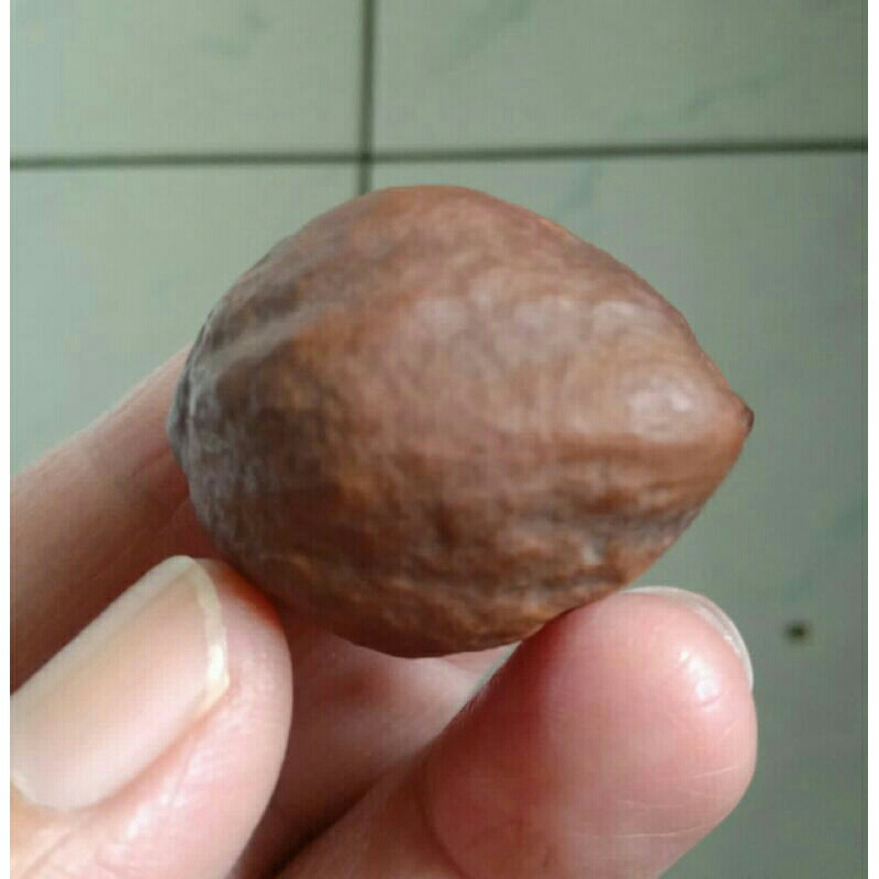 Kemiri Muncang Adu Anak MJ Koang Kopong