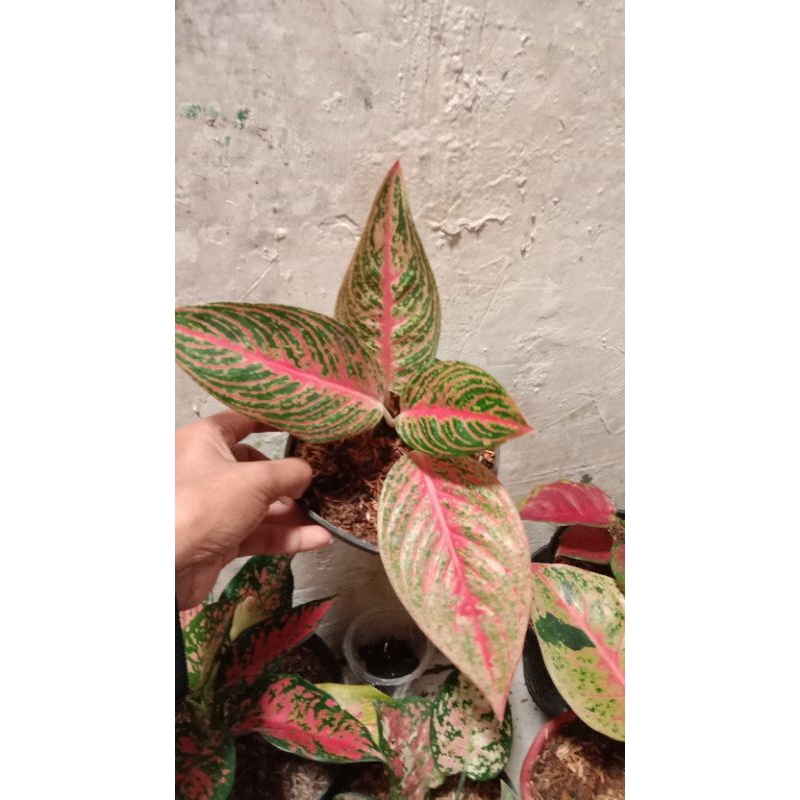 aglonema red legacy