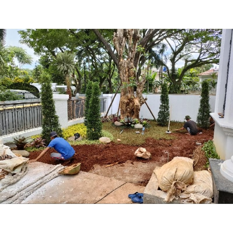 Rumput Jepang | Gajah Mini | Peking