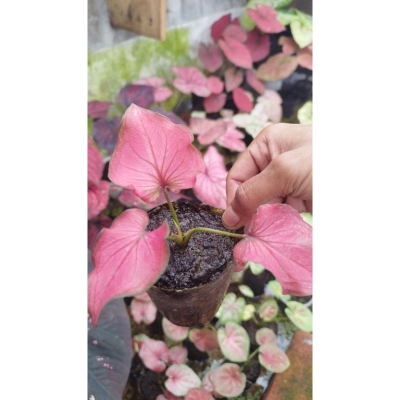 caladium infinity