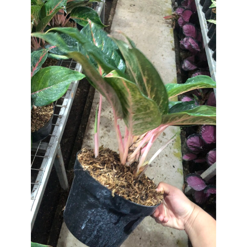 Aglaonema Red Rose rumpun