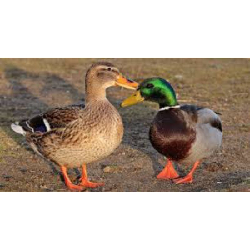 telur tetas bebek alabio