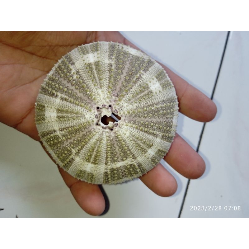 Cangkang bulu babi 1 pcs