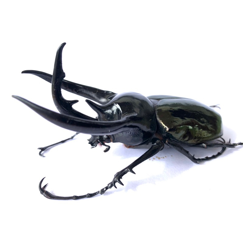 KUMBANG TANDUK CHALCOSOMA/caucasus.