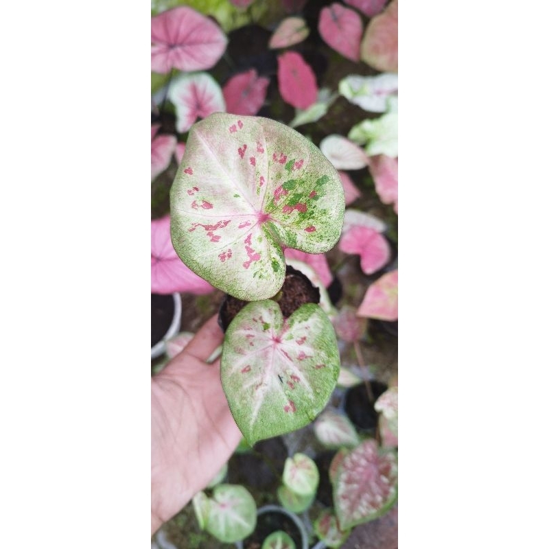 caladium H02