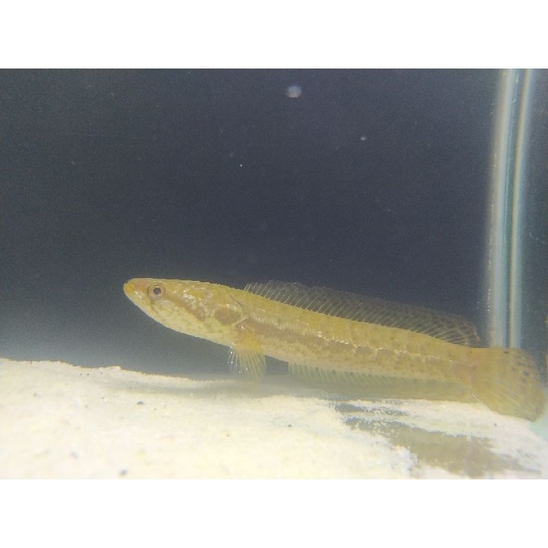 ikan hias aquarium channa bankanensis