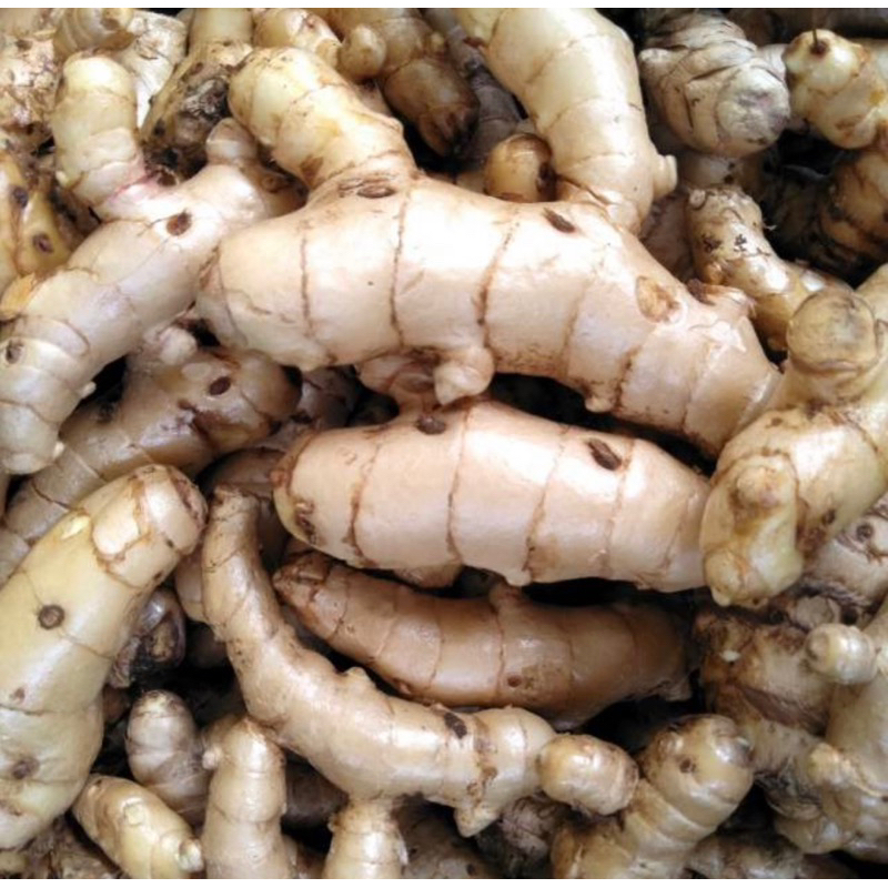 

1kg temu putih/kunyit putih/curcuma zedoaria
