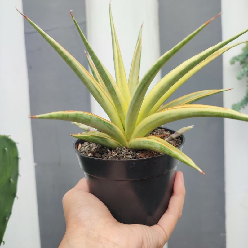 Sansevieria Gracillima | DP 10cm