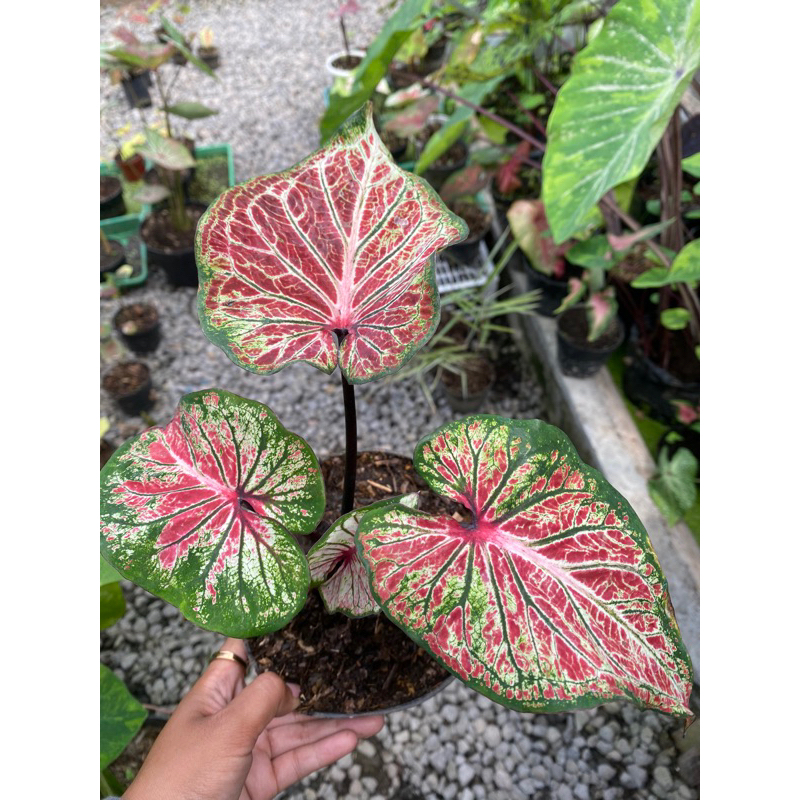 keladi hanoman obong induk