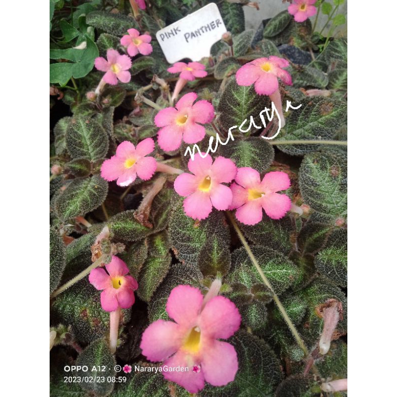 Episcia Pink Panther bunga pink