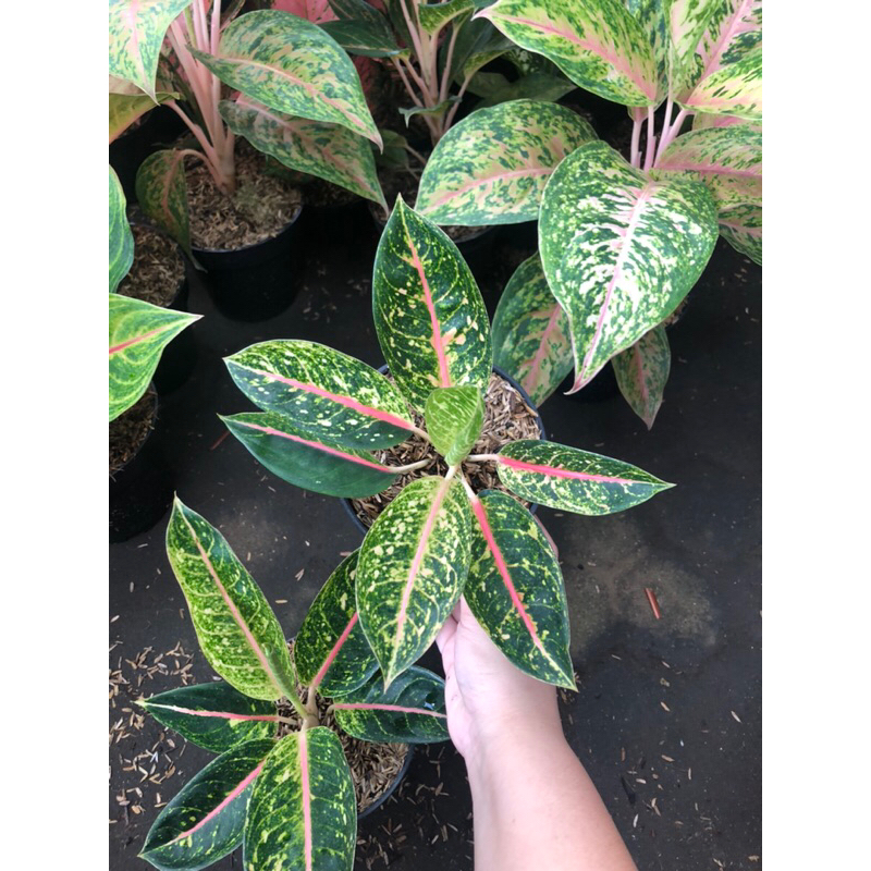 Aglaonema Dona Santi