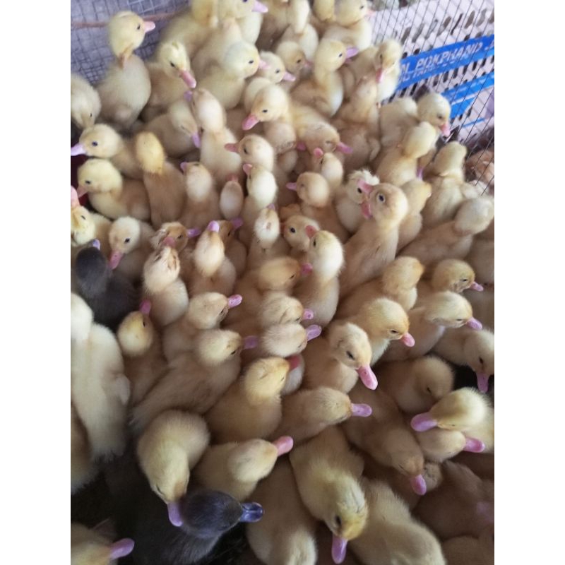 BEBEK PEKING - BEBEK PEDAGING - BEBEK PUTIH - DOD PEKING (GARANSI PENGIRIMAN)