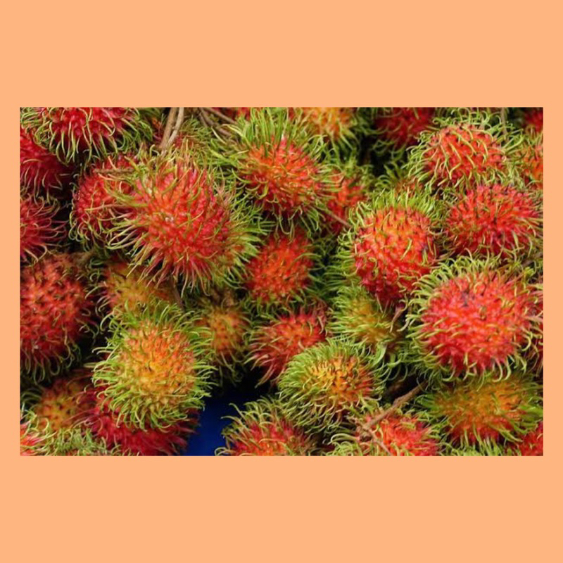

Buah rambutan / rambutan manis