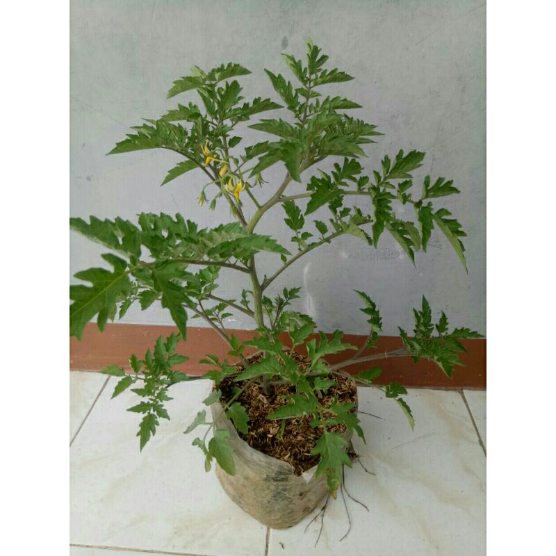 Tanaman Tomat Cherry ceri chery