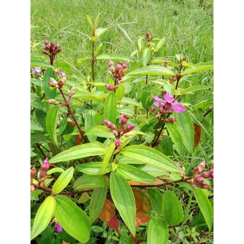 

DAUN SENGGANI HARENDONG SEGAR 1 KG / DAUN HARENDONG FRESH