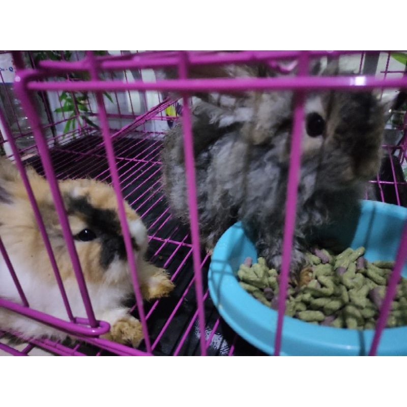 Kelinci Hias Fuzzy Lop