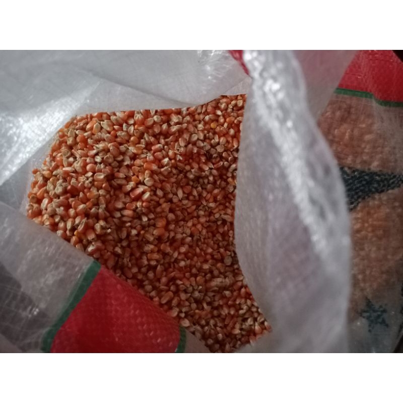 jagung kristal pakan burung