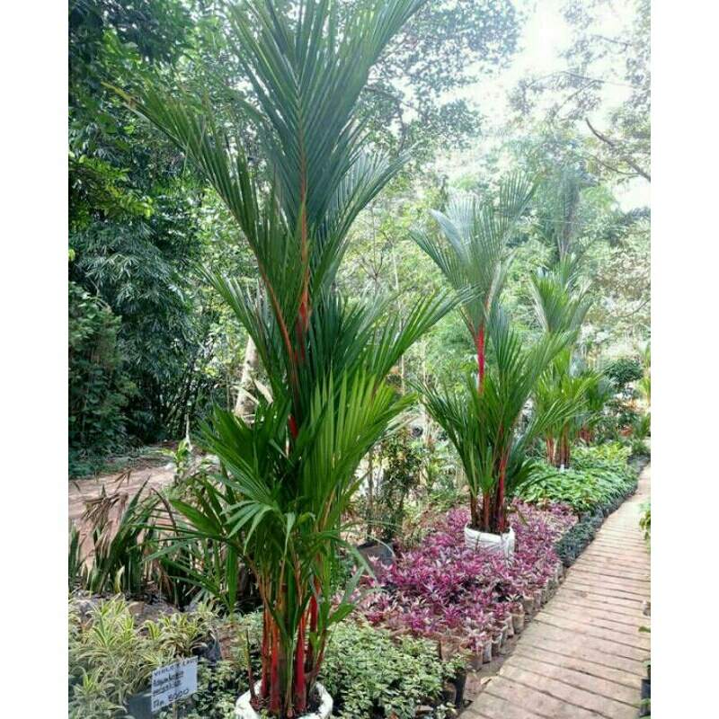 Palem merah / pinang merah / Tanaman palm / pohon palem merah asli tinggi 1 meter