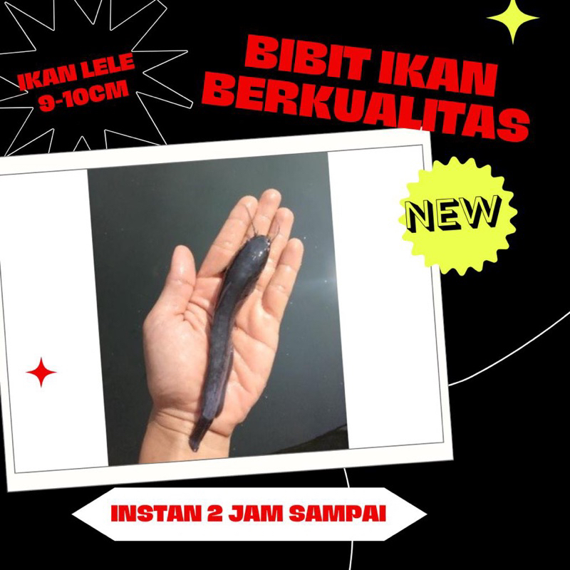 bibit ikan lele 9-10 cm