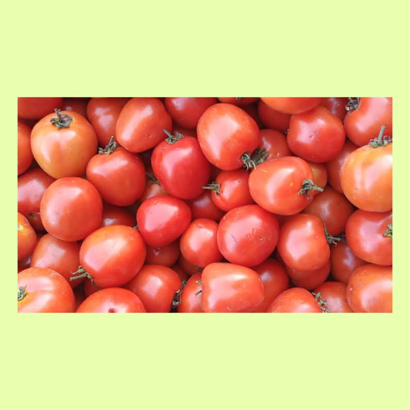 

Tomat / sayuran tomat / tomato